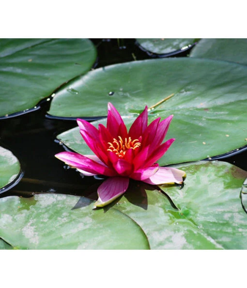 Dehner Seerose 'Red Spider' -Freien Garten Rabatt Geschäft