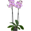 Schmetterlingsorchidee - Phalaenopsis Cultivars 'Art Nouveau' -Freien Garten Rabatt Geschäft 8408056 WE FS 001 PhalaenopsisArtNouveauT12Schmetterlingsorchidee