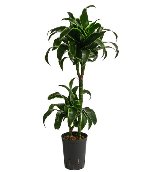 Drachenbaum - Dracaena Dorado, Hydrokultur -Freien Garten Rabatt Geschäft 8416687 WE FS 001 DracaenaDorado 2er 15 19