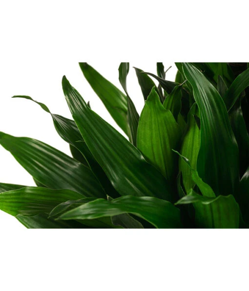 Drachenbaum - Dracaena Fragrans 'Green Jewel', Hydrokultur -Freien Garten Rabatt Geschäft 8416778 WE DE 001 DracaenaFragransGreenJewelHydroT18