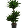 Drachenbaum - Dracaena Fragrans 'Green Jewel', Hydrokultur -Freien Garten Rabatt Geschäft 8416778 WE FS 001 DracaenaFragransGreenJewelHydroT18