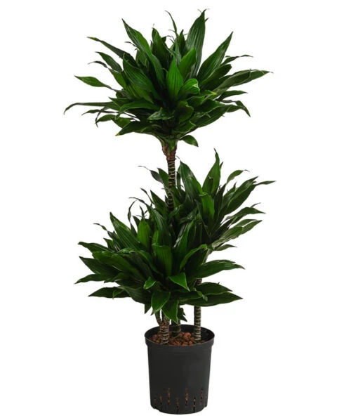 Drachenbaum - Dracaena Fragrans 'Green Jewel', Hydrokultur -Freien Garten Rabatt Geschäft 8416778 WE FS 001 DracaenaFragransGreenJewelHydroT18