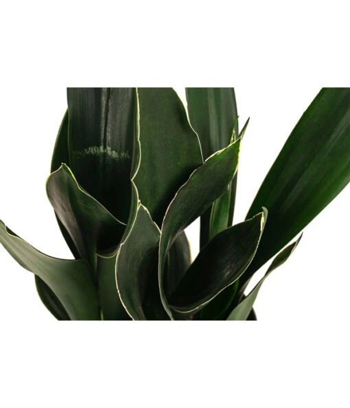 Bogenhanf - Sansevieria Trifasciata 'Black Diamond', Hydrokultur -Freien Garten Rabatt Geschäft