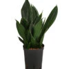 Bogenhanf - Sansevieria Trifasciata 'Black Diamond', Hydrokultur -Freien Garten Rabatt Geschäft 8416851 WE FS 001 SansevieriaTrifasciataBlackDiamondHydroT15 19BogenhanfDehnerExpressHerzig