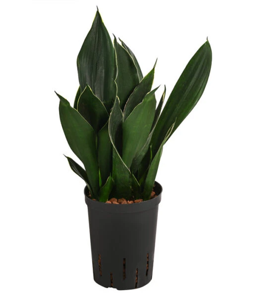 Bogenhanf - Sansevieria Trifasciata 'Black Diamond', Hydrokultur -Freien Garten Rabatt Geschäft