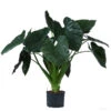 Pfeilblatt - Alocasia 'Wentii', Hydrokultur -Freien Garten Rabatt Geschäft 8425662 WE FS 001 AlocasiaWentii25 19H100