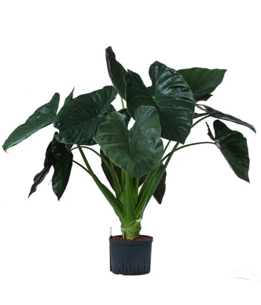 Pfeilblatt - Alocasia 'Wentii', Hydrokultur -Freien Garten Rabatt Geschäft 8425662 WE FS 001 AlocasiaWentii25 19H100