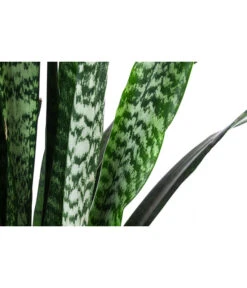 Bogenhanf - Sansevieria Zeylanica, Im Seegras-Korb -Freien Garten Rabatt Geschäft 8478737 WE DE 001 SansevieriaZeylanicaT21imKorbIgmar