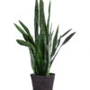 Bogenhanf - Sansevieria Zeylanica, Im Seegras-Korb -Freien Garten Rabatt Geschäft 8478737 WE FS 001 SansevieriaZeylanicaT21imKorbIgmar