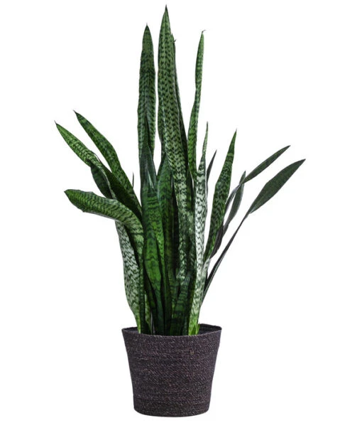 Bogenhanf - Sansevieria Zeylanica, Im Seegras-Korb -Freien Garten Rabatt Geschäft 8478737 WE FS 001 SansevieriaZeylanicaT21imKorbIgmar