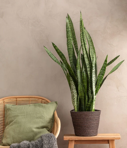 Bogenhanf - Sansevieria Zeylanica, Im Seegras-Korb -Freien Garten Rabatt Geschäft 8478737 WE MO 001 SansevieriaZylanica