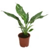 Einblatt - Spathiphyllum 'Diamond' -Freien Garten Rabatt Geschäft 8486144 WE FS 002 SpathiphyllumDiamondT15