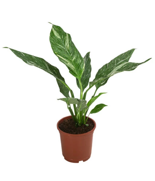 Einblatt - Spathiphyllum 'Diamond' -Freien Garten Rabatt Geschäft 8486144 WE FS 002 SpathiphyllumDiamondT15