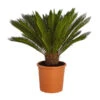 Sagopalmfarn - Cycas Revoluta -Freien Garten Rabatt Geschäft 8509366 PR FS 001 CycasRevolutaDehnerExpressZS