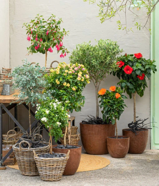 Enzianstrauch, Stämmchen -Freien Garten Rabatt Geschäft 8516700 WE MO 001 Hibiskus