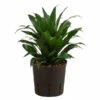 Drachenbaum - Dracaena Compacta, Hydrokultur -Freien Garten Rabatt Geschäft 8536161 WE FS 001 DracaenaCompataKoepfeDrachenbaumHydroT13 DehnerExpressHerzig