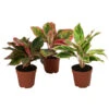 Buntblättriger Kolbenfaden-Set - Aglaonema Commutatum, 3-teilig -Freien Garten Rabatt Geschäft 8561581 WE FS 001 Aglaonema3SetT12