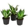 Bogenhanf-Set - Sansevieria Trifasciata Hahnii, 3-teilig -Freien Garten Rabatt Geschäft 8561631 WE FS 001 SansevieriaTrifasciataHahnii3SetT5 5