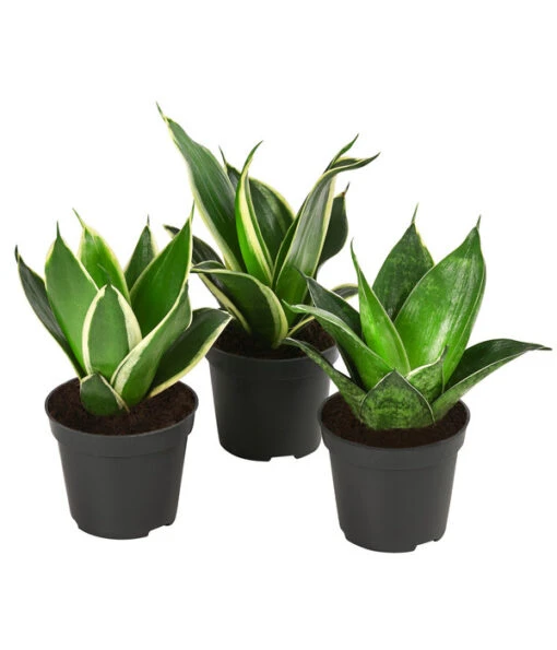 Bogenhanf-Set - Sansevieria Trifasciata Hahnii, 3-teilig -Freien Garten Rabatt Geschäft 8561631 WE FS 001 SansevieriaTrifasciataHahnii3SetT5 5