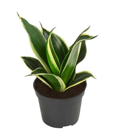 Bogenhanf-Set - Sansevieria Trifasciata Hahnii, 3-teilig -Freien Garten Rabatt Geschäft 8561631 WE FS 002 SansevieriaTrifasciataHahnii3SetT5 5