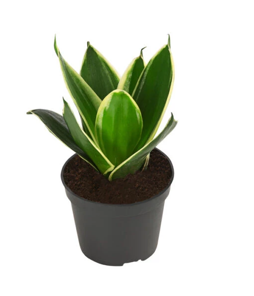 Bogenhanf-Set - Sansevieria Trifasciata Hahnii, 3-teilig -Freien Garten Rabatt Geschäft 8561631 WE FS 003 SansevieriaTrifasciataHahnii3SetT5 5