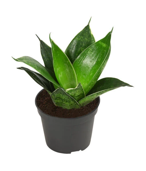 Bogenhanf-Set - Sansevieria Trifasciata Hahnii, 3-teilig -Freien Garten Rabatt Geschäft 8561631 WE FS 004 SansevieriaTrifasciataHahnii3SetT5 5