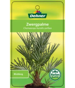 Blaue Zwergpalme -Freien Garten Rabatt Geschäft 8584401 Chamaeropshumiliscerifera 15112016 1