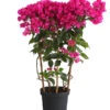 Drillingsblume 'Vera', Spalier -Freien Garten Rabatt Geschäft 8586109 PR FS 001 BougainvilleaVeraBougainvilleSpalierT21DehnerExpressHerzig