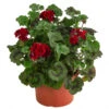 Stehende Geranie, Rot -Freien Garten Rabatt Geschäft 8587669 WE FS 002 PelargonienZonaleT23Geranie