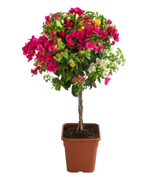 Drillingsblumen-Trio, Stämmchen -Freien Garten Rabatt Geschäft 8593733 WE FS 001 BougainvilleaTwinStammT25