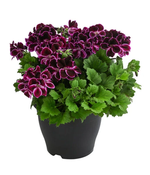 Edelpelargonie, Verschiedene Farben -Freien Garten Rabatt Geschäft 8594541 WE FS 001 EdelpelargonieBuschT23