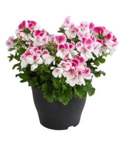 Edelpelargonie, Verschiedene Farben -Freien Garten Rabatt Geschäft 8594541 WE FS 003 EdelpelargonieBuschT23