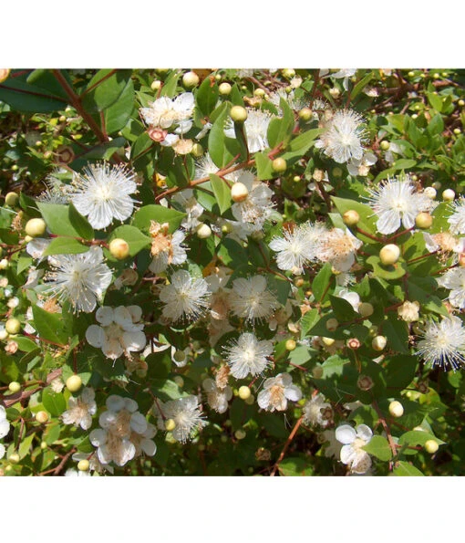 Brautmyrte, Busch -Freien Garten Rabatt Geschäft 8596652 BildD 001 BrautmyrteMyrtusCommunisBusch17