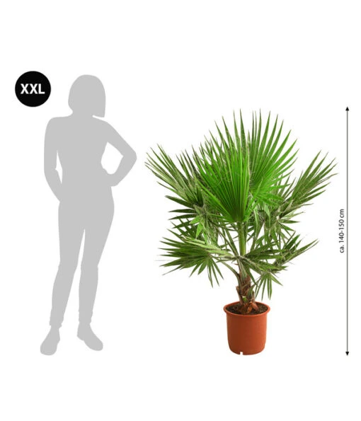 XXL Fächerpalme -Freien Garten Rabatt Geschäft 8608036 WE BG 001 XXL Faecherpalme140150cm