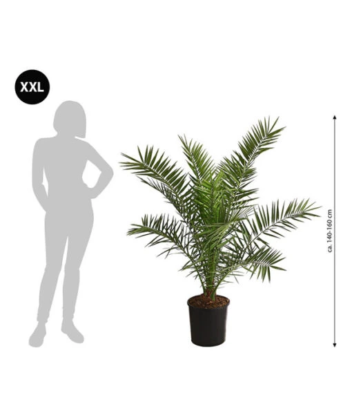 XXL Kanarische Dattelpalme, Ca. 140-160 Cm -Freien Garten Rabatt Geschäft 8608721 WE BG 001 XXLKanarischeDattelpalme140160cm