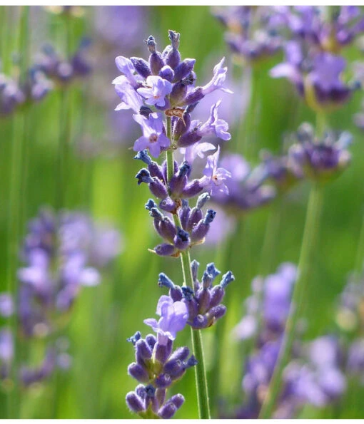 Dehner Gourmet Garten Lavendel, Hochstamm -Freien Garten Rabatt Geschäft