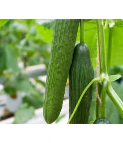 Bioland Gurke, Veredelt -Freien Garten Rabatt Geschäft 8611287 WE FS 002 PotburriBioGurkeVonBiolandGurkeVeredelt 1