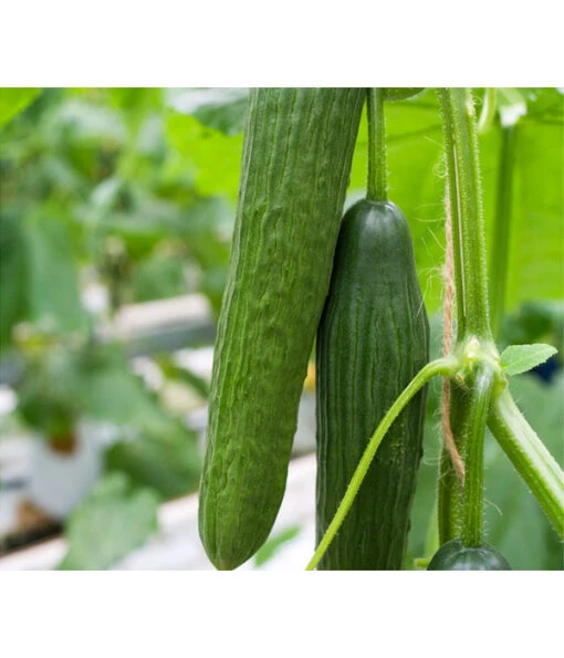 Bioland Gurke, Veredelt -Freien Garten Rabatt Geschäft 8611287 WE FS 002 PotburriBioGurkeVonBiolandGurkeVeredelt 1