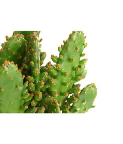 Feigenkaktus - Opuntia Indica, Verschiedene Sorten -Freien Garten Rabatt Geschäft 8611469 PR DE 001 OpuntiaMixT11DehnerExpressHerzig