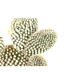 Feigenkaktus - Opuntia Indica, Verschiedene Sorten -Freien Garten Rabatt Geschäft 8611469 PR DE 003 OpuntiaMixT11DehnerExpressHerzig