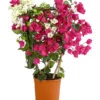 Drillingsblumen-Duo, Spalier -Freien Garten Rabatt Geschäft 8618258 PR FS 001 BougainvilleaTwinSpalier19DehnerExpressHerzig