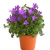 Glockenblume - Campanula Portenschlagiana 'Get Mee®' -Freien Garten Rabatt Geschäft 8618530 WE FS 001 GlockenblumeCampanulaGetMeeBlauT5DehnerExpressHerzig