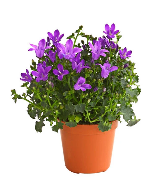 Glockenblume - Campanula Portenschlagiana 'Get Mee®' -Freien Garten Rabatt Geschäft