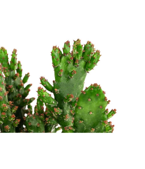 Feigenkaktus - Opuntia Monacantha -Freien Garten Rabatt Geschäft 8627200 WE DE 001 OpuntiaMonacanthaT14Opuntie