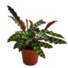 Korbmarante - Calathea Lancifolia -Freien Garten Rabatt Geschäft 8627721 WE FS 001 CalatheaInsignisT12