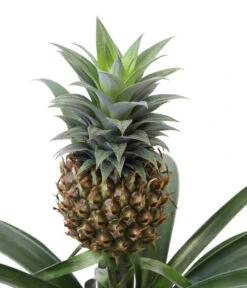 Ananaspflanze - Ananas Comosus, In Keramik -Freien Garten Rabatt Geschäft 8627978 WE DE 001 AnanaspflanzeInKeramik