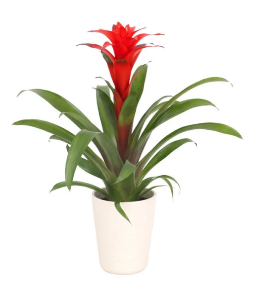 Guzmanie - Guzmania Calypso, In Keramik -Freien Garten Rabatt Geschäft 8628018 WE FS 001 GuzmaniaCalypsoInKeramikT13