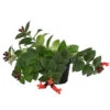 Schamblume - Aeschynanthus Radicans 'Mona Lisa' -Freien Garten Rabatt Geschäft 8650210 PR FS 002 SchamblumeAeschynanthusRadicansMonaLisaT11DehnerExpressHerzig