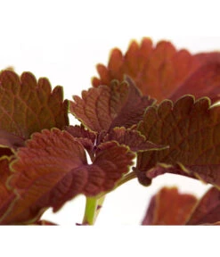 Buntnessel - Solenostemon Scutellarioides, Verschiedene Sorten -Freien Garten Rabatt Geschäft 8652299 PR DE 001 Coleus4SortenMixT12DehnerExpressZS