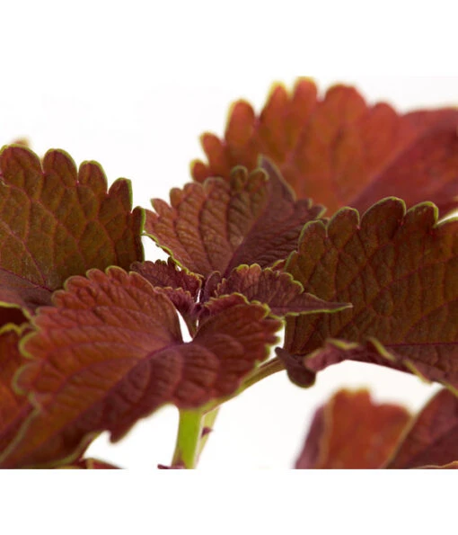 Buntnessel - Solenostemon Scutellarioides, Verschiedene Sorten -Freien Garten Rabatt Geschäft